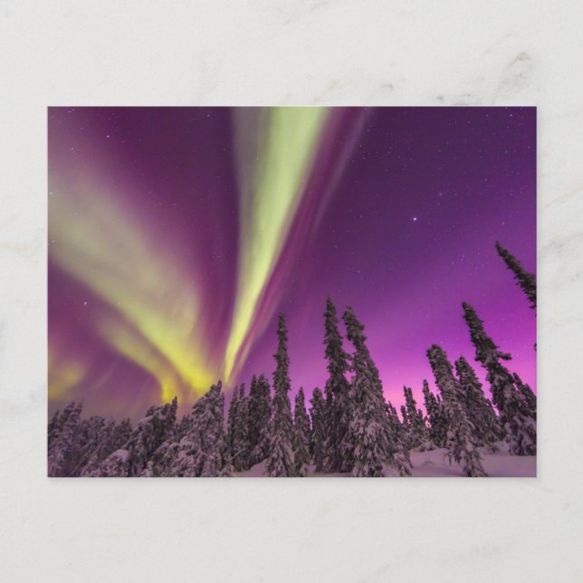 Aurora Borealis Northern Ljus Fairbanks Alaska Vykort (Framsida)