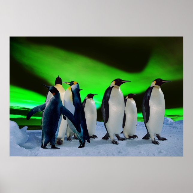 Aurora borealis och penguiner poster (Framsidan)
