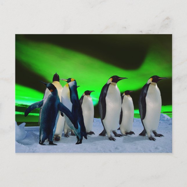 Aurora borealis och penguiner vykort (Framsida)