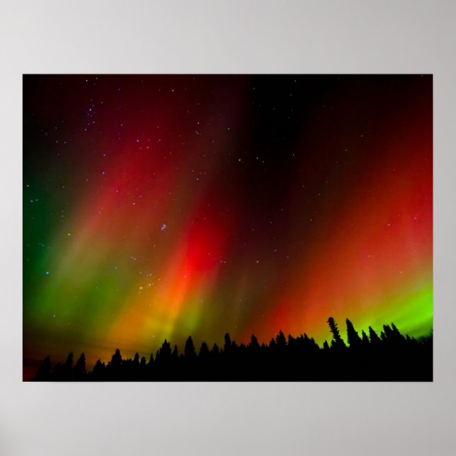 Aurora Borealis och träd Poster (Framsidan)