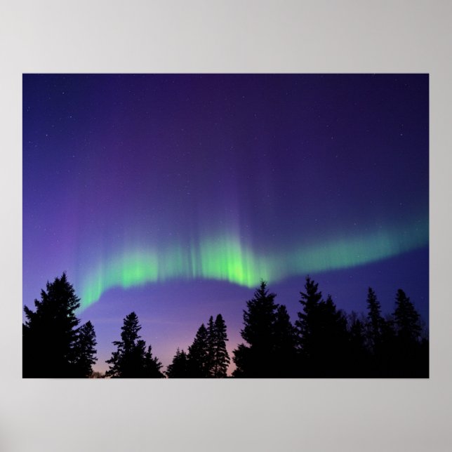 Aurora Borealis & Träd | Manitoba, Kanada Poster (Framsidan)