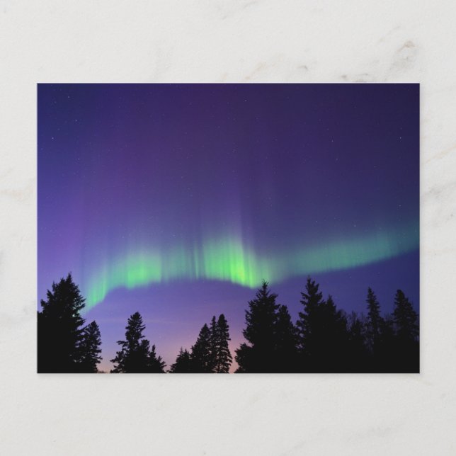 Aurora Borealis & Träd | Manitoba, Kanada Vykort (Framsida)