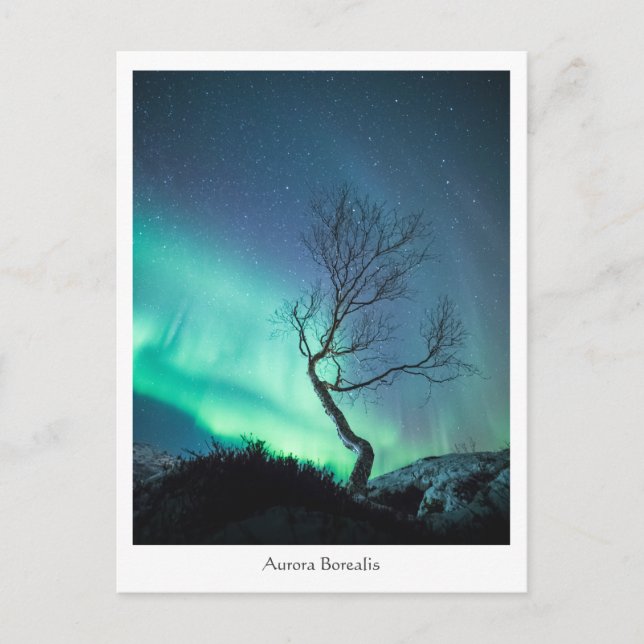 Aurora Borealis Träd Vykort (Framsida)