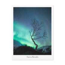 Aurora Borealis Träd