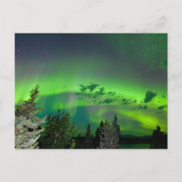 Aurora borealism över boreala skogar vykort