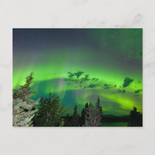 Aurora borealism över boreala skogar vykort