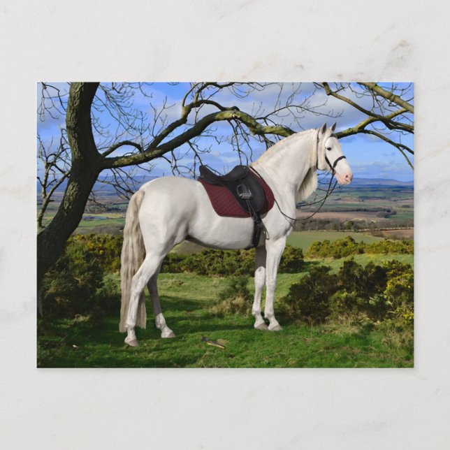 "Aurora på Fox Backe" vykort (Framsida)