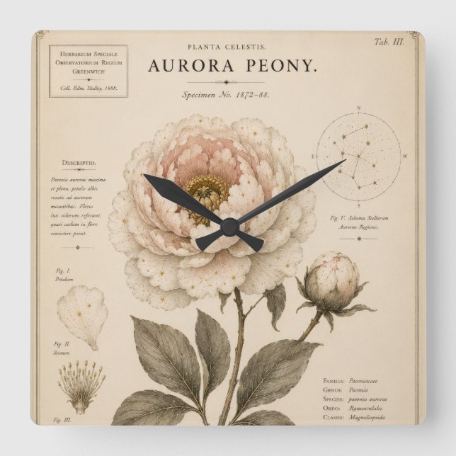 Aurora Peony Victoria Botaniska Museumtryck Fyrkantig Klocka (Framsida)