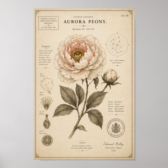 Aurora Peony Victoria Botaniska Museumtryck Poster (Framsidan)