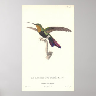 Aurulent Hummingbird by Rene Primevere Lesson Poster