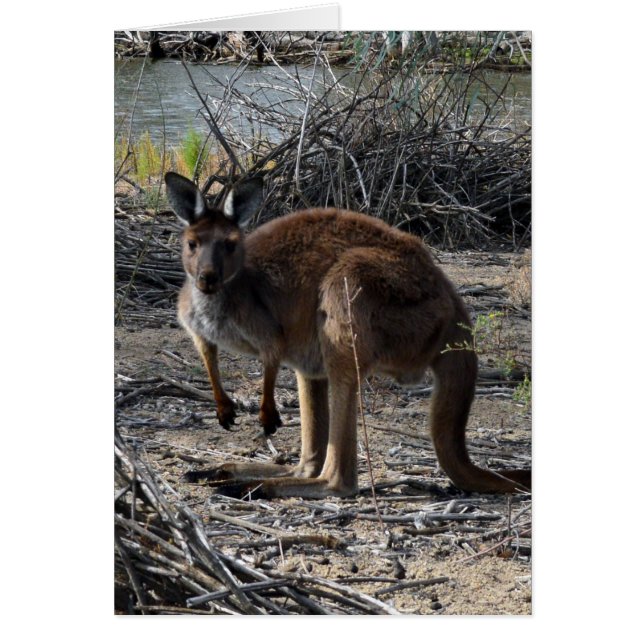 Aussie Bush Kangaroo Hälsningskort (Framsidan)