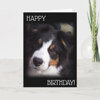 Aussie Hund Birthday Card A1 Kort