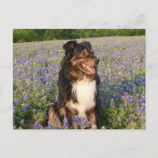 Aussie i Bluebonnets Vykort