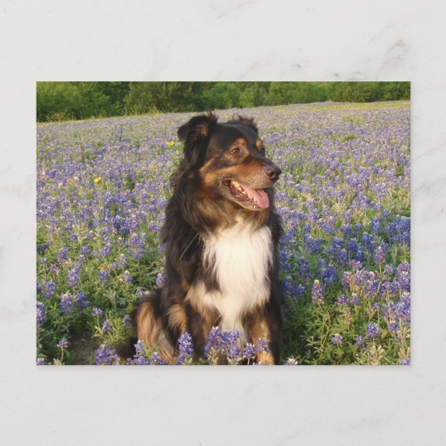 Aussie i Bluebonnets Vykort (Framsida)