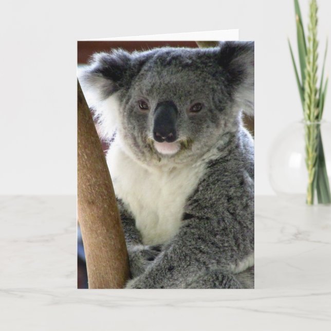 aussie koala kort (Framsida)
