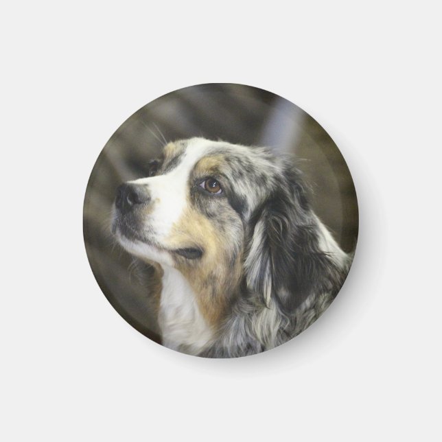 Aussie Magnet (Framsidan)