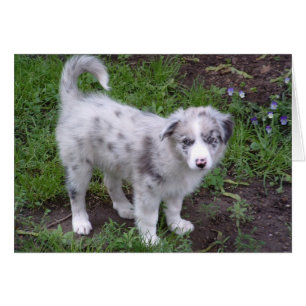 Aussie Puppy Hälsningskort