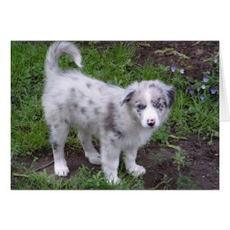 Aussie Puppy Hälsningskort