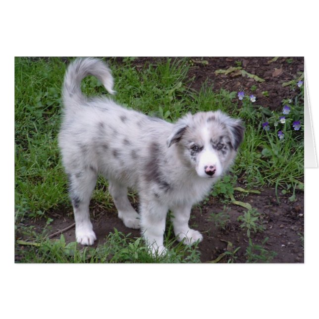 Aussie Puppy Hälsningskort (Framsidan Horizontal)