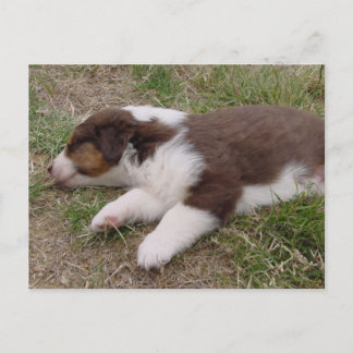 aussie puppy sover vykort