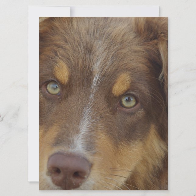 aussie red tri valp (Framsida)