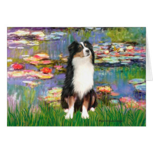 Aussie Shep 2 - Garden Hälsningskort