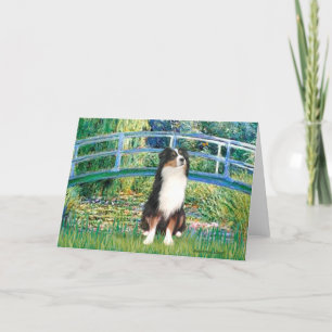 Aussie Shep (Tri2) - Bridge Kort