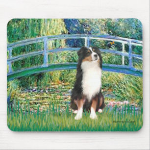 Aussie Shep (Tri2) - Bridge Musmatta