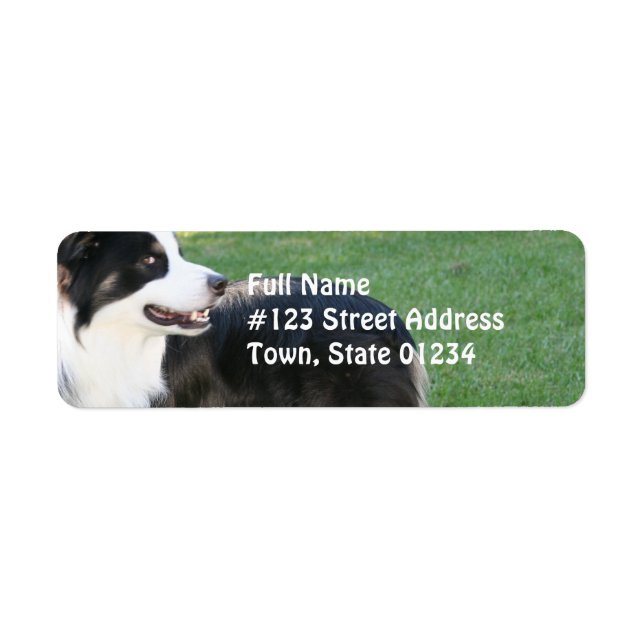 Aussie Shepherd Returadress E-postetiketter Returadress Etikett (Framsidan)