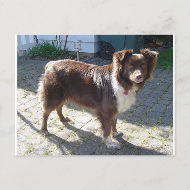 Aussie_Shepherd_Röd tri full Vykort (Framsida)