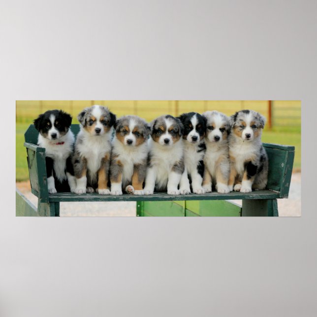 Aussie Wagon Roligt Poster (Framsidan)