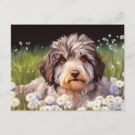 Aussiedoodle mit Gänseblümchen Vykort