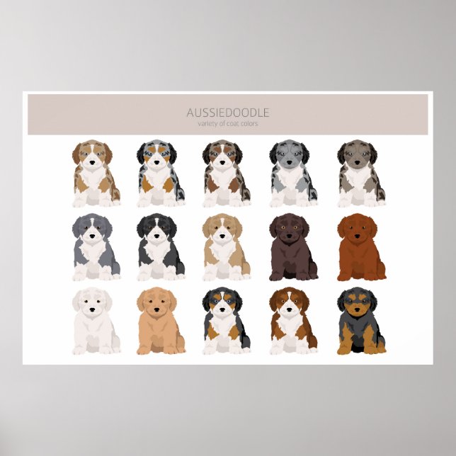 Aussiedoodle-valpen jacka färg poster (Framsidan)
