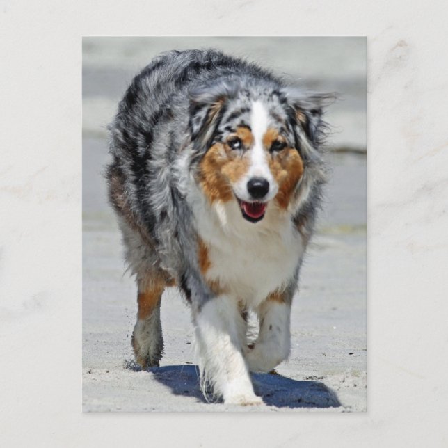 Aussies - 1:a dagen för sommarstrupe vykort (Framsida)