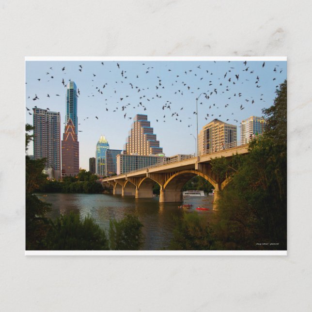Austin, Texas Congress Bridge Fladdermöss Vykort (Framsida)