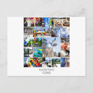 Austin Texas Cows Vykort