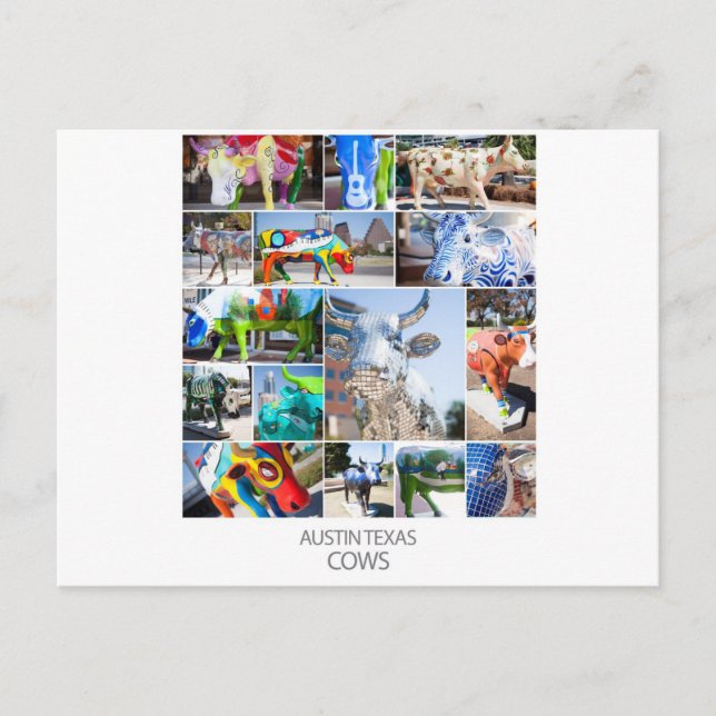 Austin Texas Cows Vykort (Framsida)