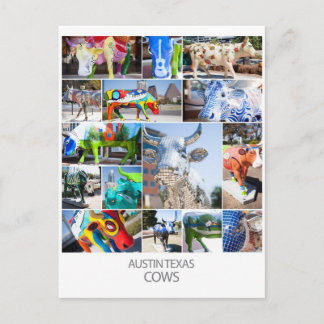 Austin Texas Cows Vykort