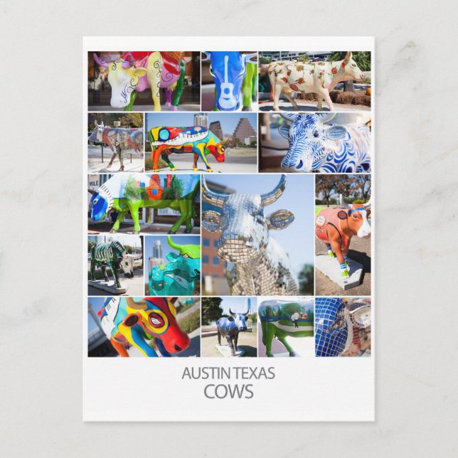 Austin Texas Cows Vykort (Framsida)