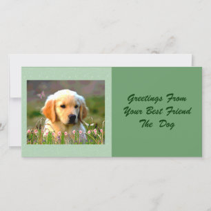 Austin the Golden Labrador