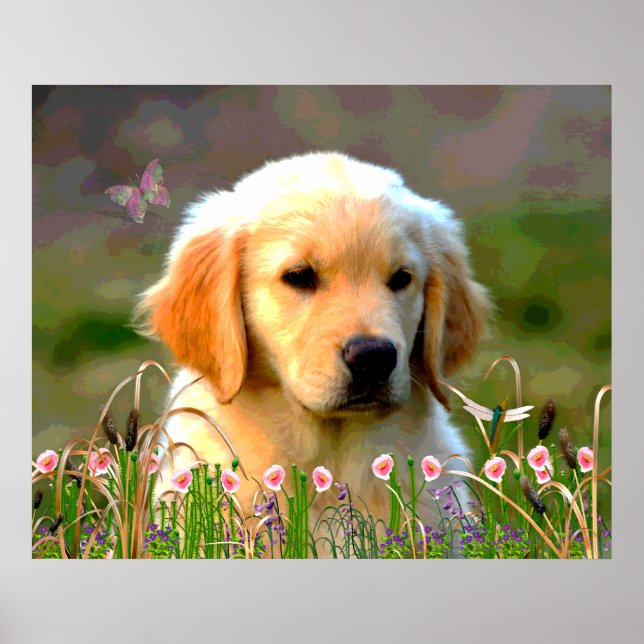 Austin the Golden Labrador Poster (Framsidan)