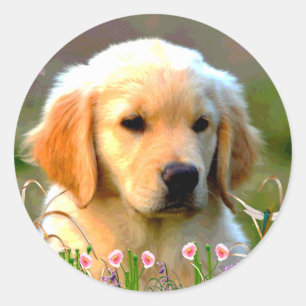 Austin the Golden Labrador Runt Klistermärke
