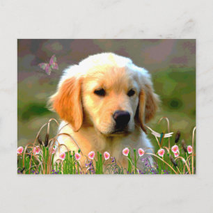 Austin the Golden Labrador Vykort
