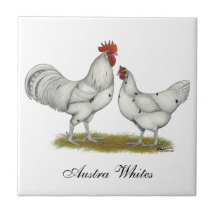 Austra White Chickens Kakelplatta