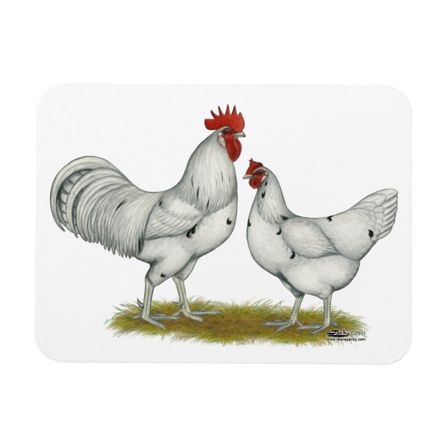 Austra White Chickens Magnet (Horisontell)