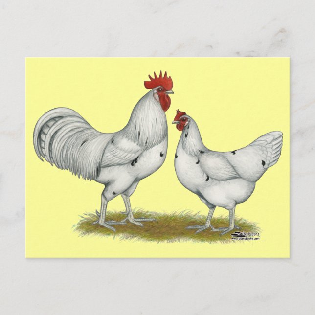 Austra White Chickens Vykort (Framsida)