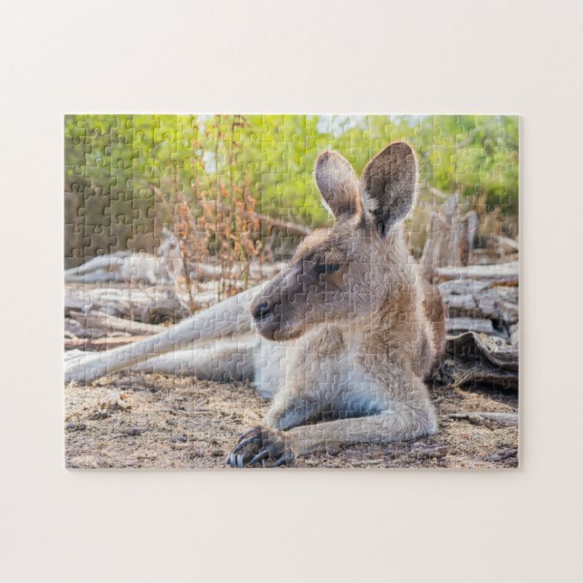Austrailian Kangaroo Resting Pussel (Horisontell)