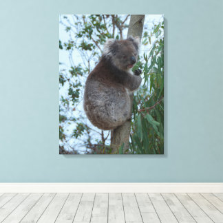 Australia Kangaroo Island Koala in a Tree Canvastryck