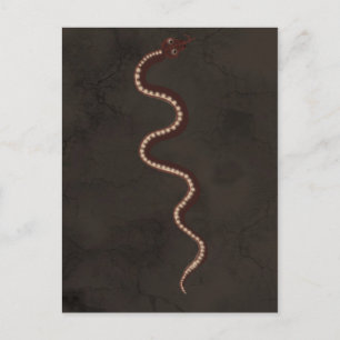 Australian Aboriginal Desert Snake Art Vykort