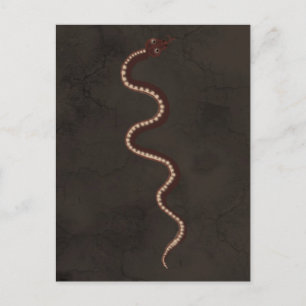 Australian Aboriginal Desert Snake Art Vykort